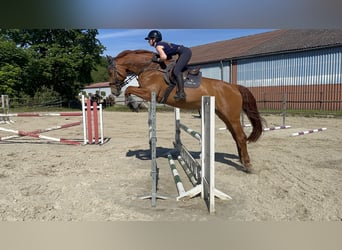 Holsteiner, Merrie, 9 Jaar, 172 cm, Vos