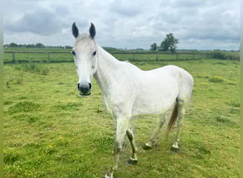 Holsteiner, Merrie, 9 Jaar, 173 cm, Appelschimmel