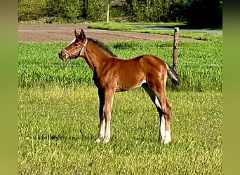 Holsteiner, Merrie, 9 Jaar, 173 cm, Bruin