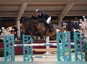 Holsteiner, Merrie, 9 Jaar, 184 cm, Bruin