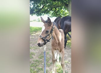 Holsteiner, Merrie, , 170 cm, Bruin