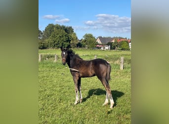 Holsteiner, Merrie, Veulen (06/2025), 170 cm, Donkerbruin
