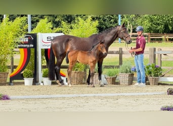 Holsteiner, Merrie, Veulen (06/2026), 170 cm, Schimmel