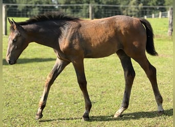 Holsteiner, Merrie, Veulen (06/2026), 170 cm, Schimmel