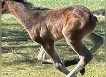 Holsteiner, Merrie, Veulen (03/2025), 172 cm, Bruin