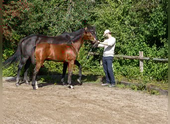 Holsteiner, Merrie, Veulen (04/2025), Bruin