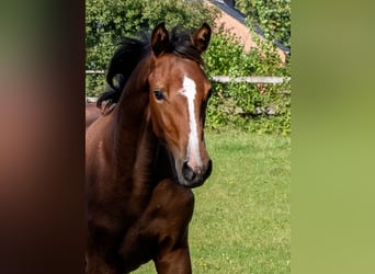Holsteiner, Merrie, Veulen (04/2025), Bruin