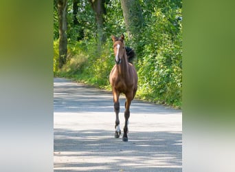 Holsteiner, Merrie, Veulen (04/2025), Bruin