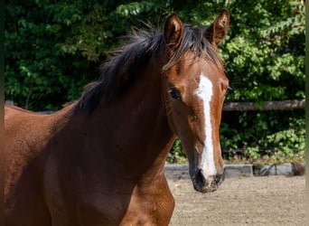 Holsteiner, Merrie, Veulen (04/2025), Bruin