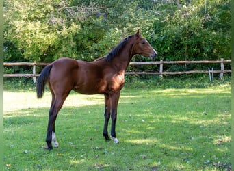 Holsteiner, Merrie, Veulen (04/2025), Bruin