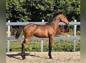 Holsteiner, Merrie, Veulen (04/2025), Bruin