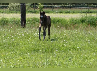 Holsteiner, Merrie, veulen (05/2023), Donkerbruin