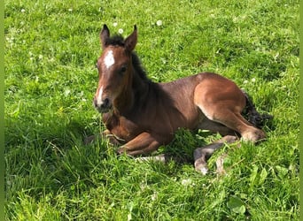 Holsteiner, Merrie, veulen (05/2023), Donkerbruin