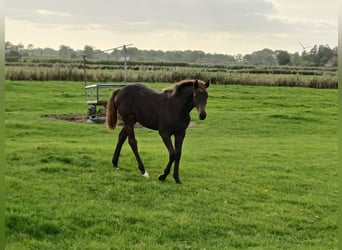 Holsteiner, Merrie, Veulen (03/2026), Donkerbruin