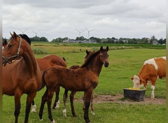 Holsteiner, Merrie, Veulen (03/2026), Donkerbruin