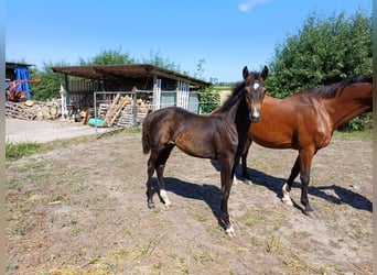 Holsteiner, Merrie, Veulen (04/2026), Donkerbruin