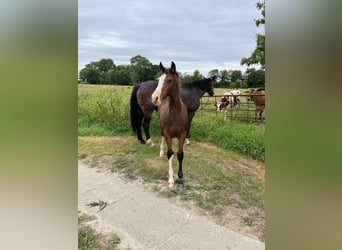Holsteiner, Merrie, Veulen (05/2025), Donkerbruin
