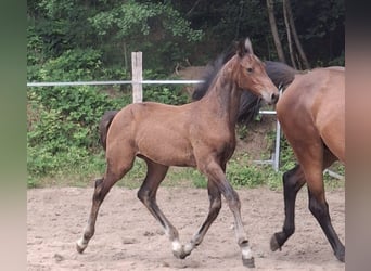 Holsteiner, Merrie, Veulen (04/2026), Donkerbruin