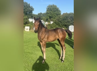 Holsteiner, Merrie, Veulen (05/2026), Donkerbruin