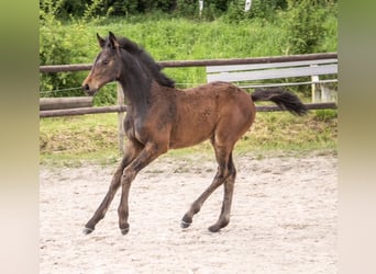 Holsteiner, Merrie, veulen (04/2024), Donkerbruin