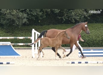 Holsteiner, Merrie, Veulen (05/2025), Donkere-vos