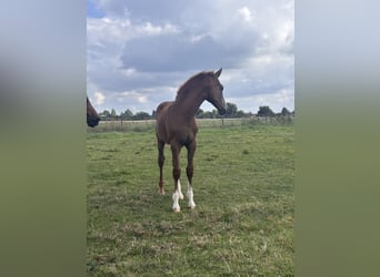 Holsteiner, Merrie, Veulen (05/2025), Donkere-vos