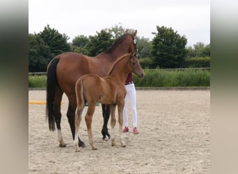 Holsteiner, Merrie, Veulen (05/2025), Donkere-vos