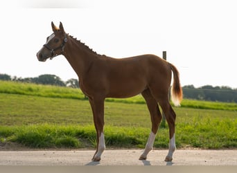 Holsteiner, Merrie, Veulen (04/2025), Donkere-vos