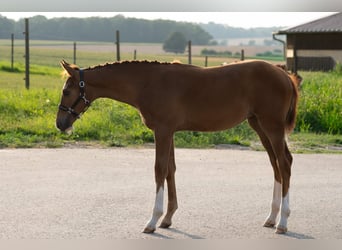 Holsteiner, Merrie, Veulen (04/2025), Donkere-vos