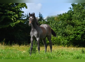 Holsteiner, Merrie, Veulen (04/2025), kan schimmel zijn