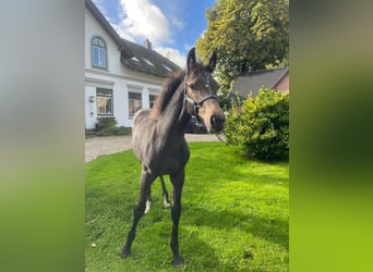 Holsteiner, Merrie, Veulen (06/2026), kan schimmel zijn