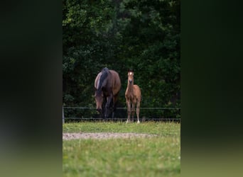 Holsteiner, Merrie, Veulen (06/2026), kan schimmel zijn