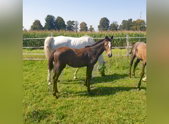 Holsteiner, Merrie, veulen (05/2023), kan schimmel zijn