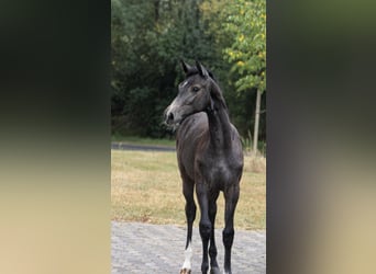 Holsteiner, Merrie, Veulen (01/2025), kan schimmel zijn