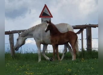 Holsteiner, Merrie, Veulen (03/2026), Schimmel