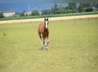 Holsteiner, Merrie, Veulen (06/2025), Vos