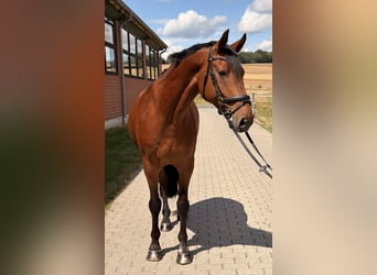 Holsteiner, Ruin, 10 Jaar, 166 cm, Bruin