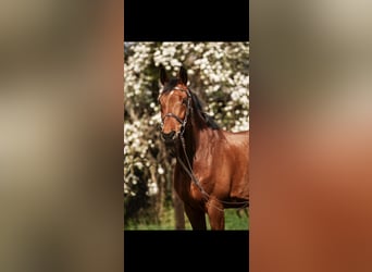 Holsteiner, Ruin, 11 Jaar, 168 cm, Donkerbruin
