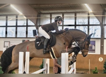 Holsteiner, Ruin, 11 Jaar, 170 cm, Bruin