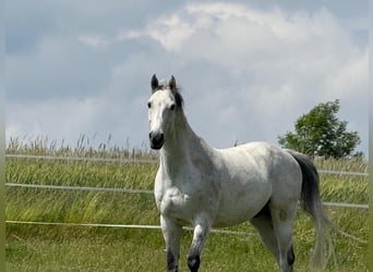 Holsteiner, Ruin, 11 Jaar, 172 cm, Schimmel