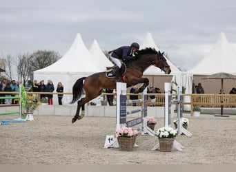 Holsteiner, Ruin, 11 Jaar, 173 cm, Bruin