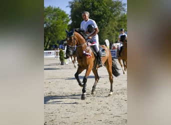 Holsteiner, Ruin, 11 Jaar, 176 cm, Bruin