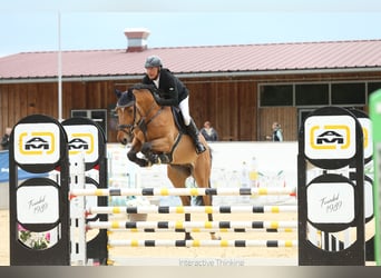 Holsteiner, Ruin, 11 Jaar, 176 cm, Bruin