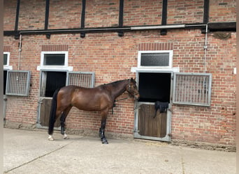 Holsteiner, Ruin, 12 Jaar, 165 cm, Bruin