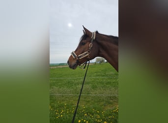 Holsteiner, Ruin, 12 Jaar, 180 cm, Bruin