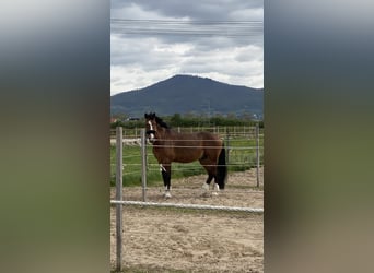 Holsteiner, Ruin, 13 Jaar, 169 cm, Bruin