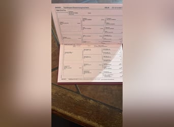 Holsteiner, Ruin, 13 Jaar, 170 cm, Schimmel