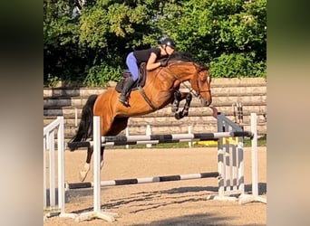 Holsteiner, Ruin, 14 Jaar, 173 cm, Bruin