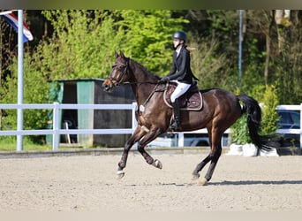 Holsteiner, Ruin, 14 Jaar, 175 cm, Bruin
