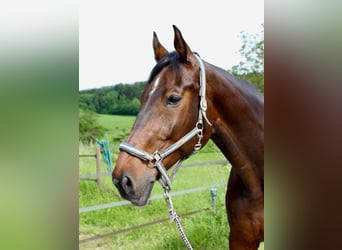 Holsteiner, Ruin, 14 Jaar, 183 cm, Bruin